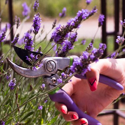 How to take lavender cuttings and create your very own lavender field (for free!)