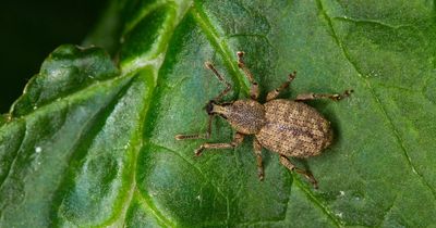 Warning over tiny pests attracted to houseplants - and how to get rid of them