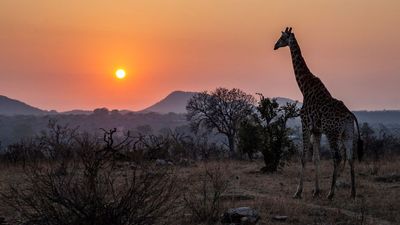 Finding Balance: Exploring The Intersection Of Animal Sensitivity And Natural Instincts