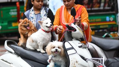 Pet and stray dogs get free vaccination on World Zoonoses Day in Vijayawada