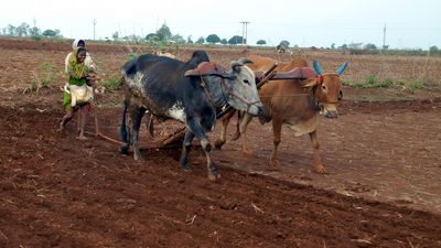 Kharif sowing picks up in Bidar district