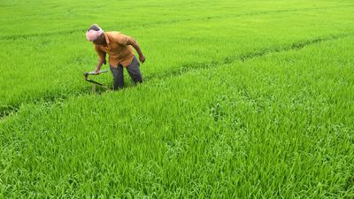 Agriculture operations in Andhra Pradesh delayed by a fortnight