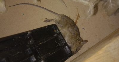 The woman 'breathing in the stench of mouse urine' as droppings 'fall from her loft'