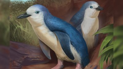 Adorable extinct penguin was one of the smallest of its kind to ever walk Earth, tiny skull fossils reveal