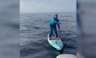 Paddleboarders in close brush with hammerhead shark off Florida coast
