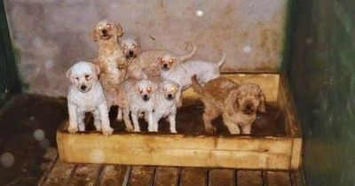 Illegal puppy farmer handed 90 MINUTES community service for each dog who suffered in his care