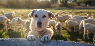 The ancient practice of livestock guardian dogs is highly successful on Australian farms today