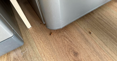Glasgow tenant 'burst into tears' after flat 'had cockroaches, mould and broken units'