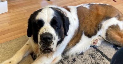 'I put my St Bernard down when he became aggressive - he was a ticking time bomb'