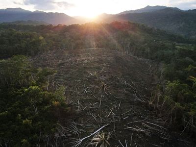 Deforestation of Amazon down by a third in 2023 after Bolsonaro’s defeat, says Brazil government