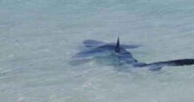 Terrified Brits flee popular beach as shark spotted in shallow waters
