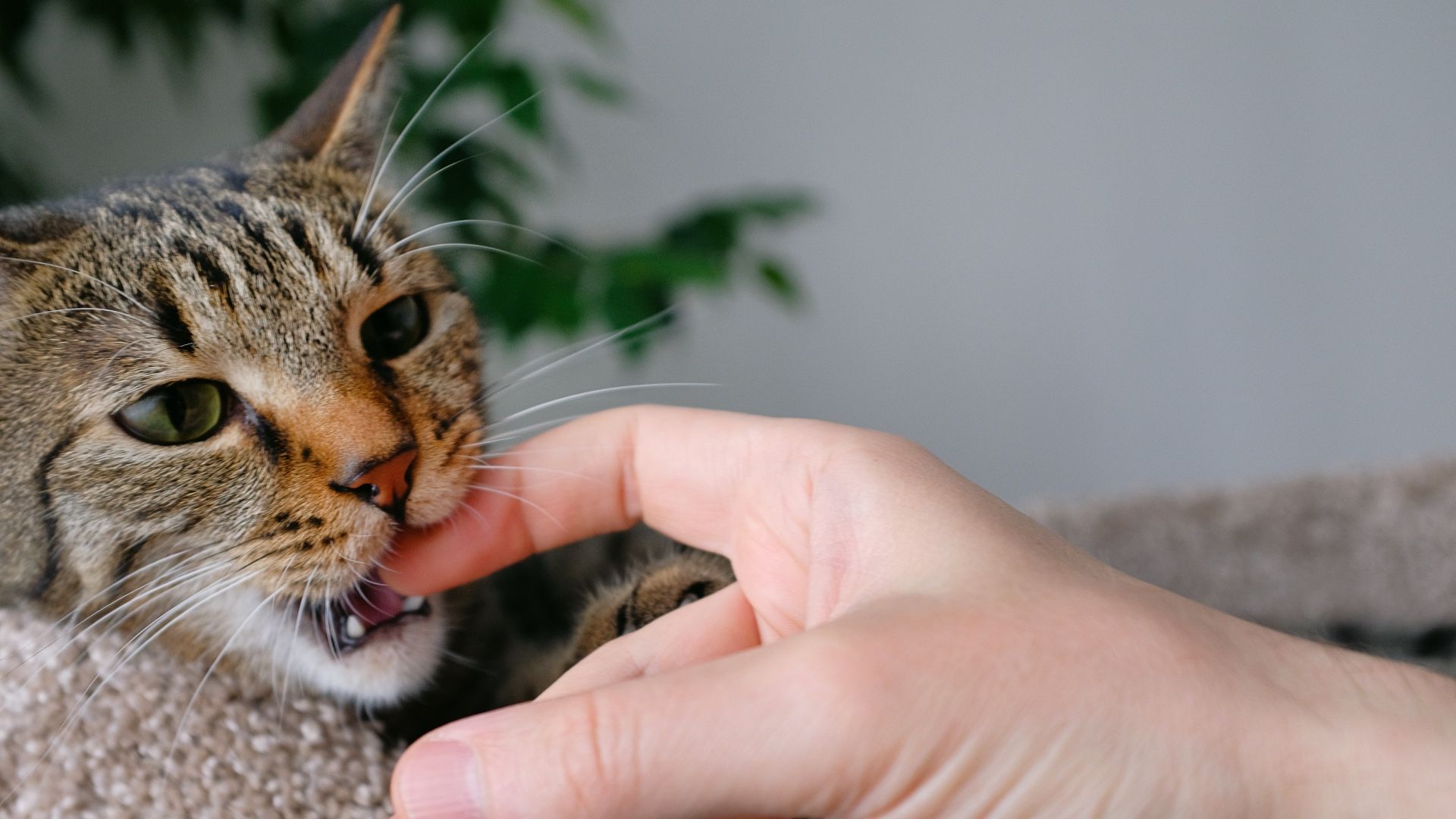 Behaviorist reveals the reason cats bite and three…