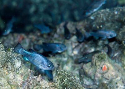 Against all odds, the rare Devils Hole pupfish keeps on swimming