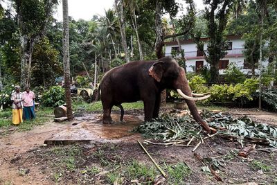 Thai elephant under 'normal conditions' in Sri Lanka