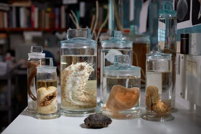 Rotting museum specimens equal setbacks