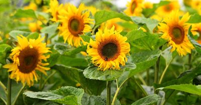 Merseyside farm gives update on this year's sunflower maze