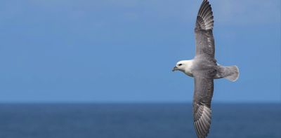 Plastic pollution threatens birds far out at sea – new research