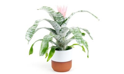 Houseplant of the week: urn plant
