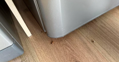 Scots woman 'left in tears' after finding mould and cockroaches in new flat