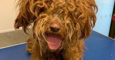 Dog looks unrecognisable after having 2kg of matted fur clipped off