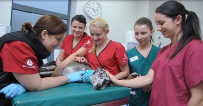 Perth veterinary group to host blood donation day for dogs