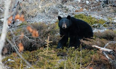 ‘We’re all afraid of bears’: judge fines Canadian man for shooting animal