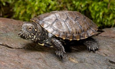 European pond turtle could return to British rivers and lakes