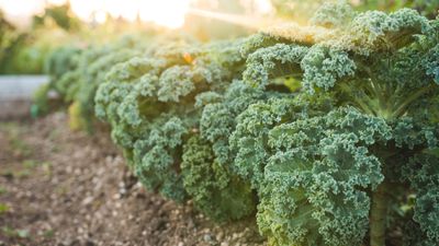 How to harvest kale so it keeps growing – our experts reveal the ways for maximum cropping