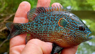Tracking the mysterious striking northern sunfish