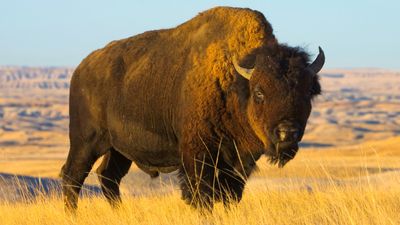 Clueless Yellowstone tourists mob huge bison for vacation photos