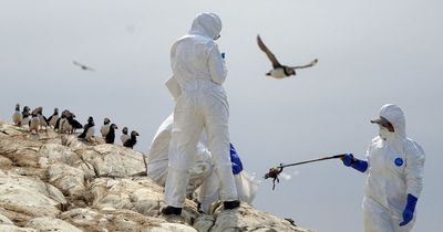 Warning to public as bird flu outbreak confirmed