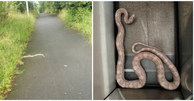 Boy finds 3ft-long snake as he's going to school