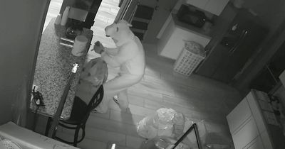 Police hunt thief who raided launderette dressed in a bunny onesie