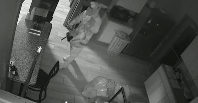 Police searching for thief who raided launderette dressed in a bunny onesie