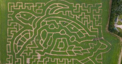 Turtle maze brain teaser challenges eagle-eyed viewers to solve it in two minutes