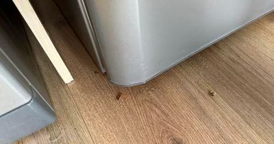 Woman in 'tears' after finding out new flat is riddled with cockroaches and mould