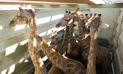 Driven out by decades of conflict, native giraffes make a return to Angola