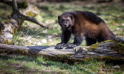 Wolverines are the ‘embodiment of wilderness’. Can they make a US comeback?