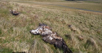 Two white-tailed eagles found poisoned were part of Irish Government scheme