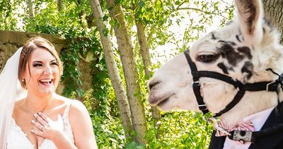 People in stitches as llama attends wedding dressed in its very own tuxedo