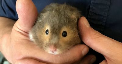 'My hamster loved to travel so I'm taking his ashes on a tour around Europe'