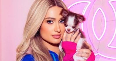 Paris Hilton slammed by PETA for 'living under a rock' after buying a new puppy