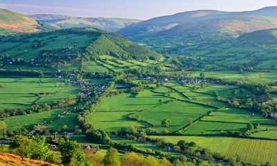 Country diary: The heavy, honeyed smell of summer in Wales