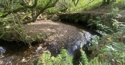 Ancient coastal woodland dating back thousands of years could now be yours