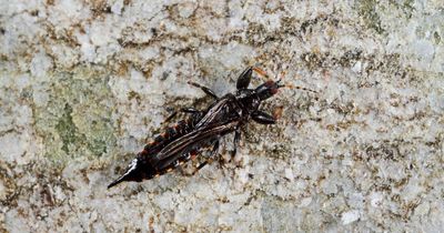 Thunder bugs warning: How to rid your garden of flying pests amid hot muggy weather