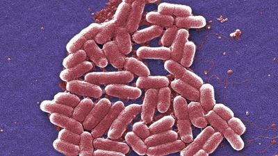 E. coli is one of the most widely studied organisms – and that may be a problem for both science and medicine