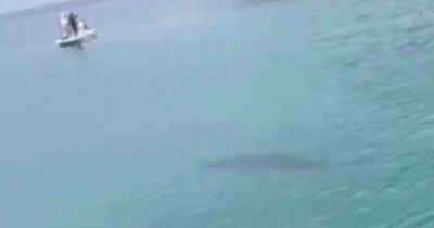 Moment swimmers ignore screams of 'shark' - before enormous shape appears in water