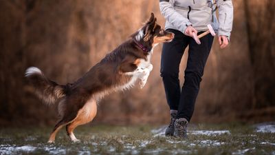 Trainer shares her three favorite dog training cheats — and number two is a game-changer