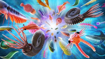 Did the Cambrian explosion really happen?