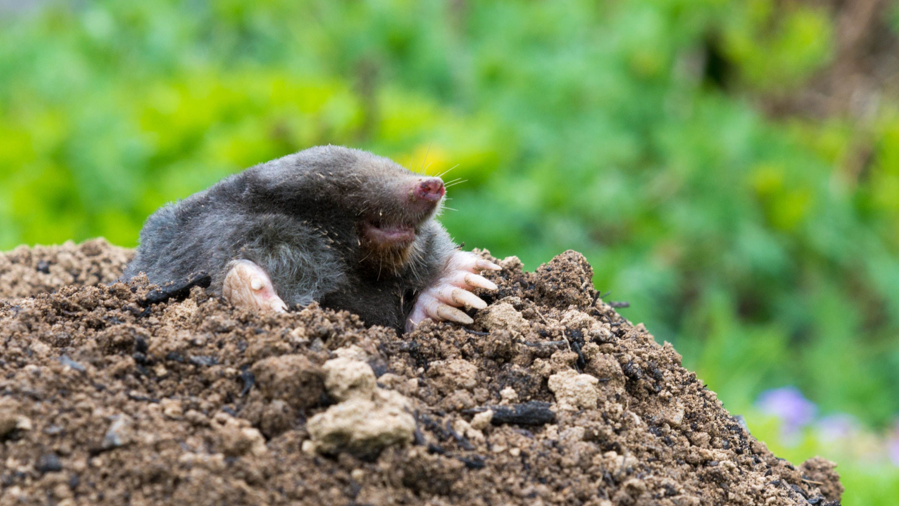 7 plants that repel moles and keep them out of your…